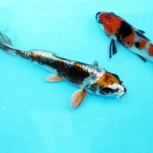 Finale Aktion Japan Koi Tosai Mix (Kikusui,Yamato,kujaku,Gr Kujaku,Kohaku,D/Showa,Kinshowa